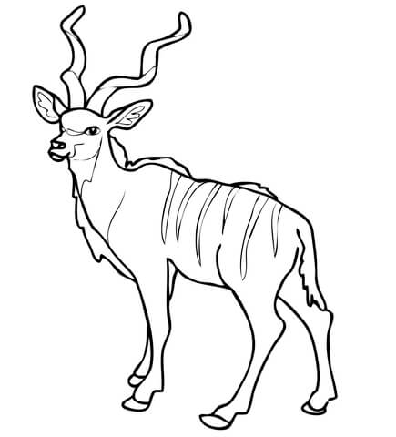 African Woodland Antelope Kudu Coloring Page